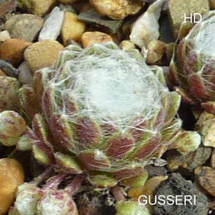 Gusseri