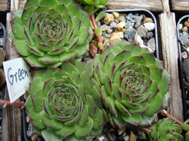 Green Fellow