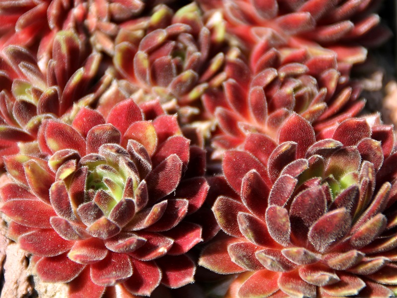 Terracotta Baby