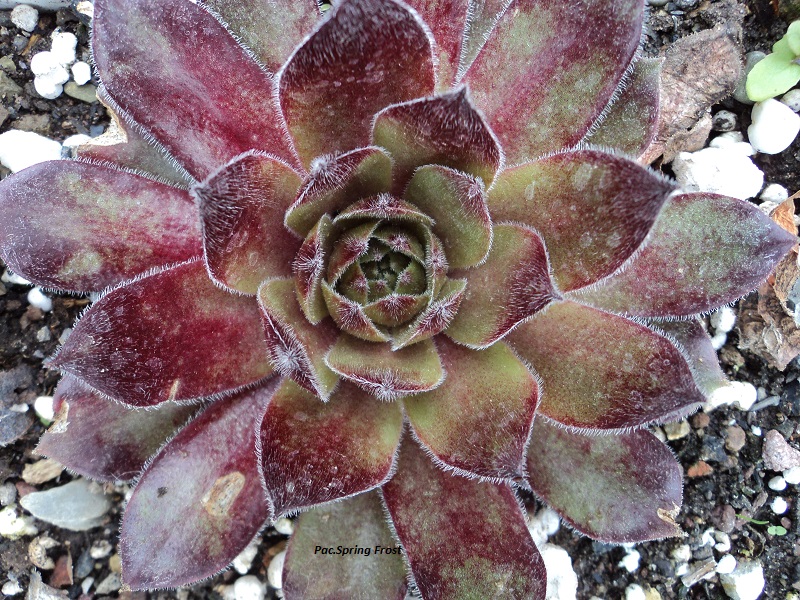 Pacific Spring Frost