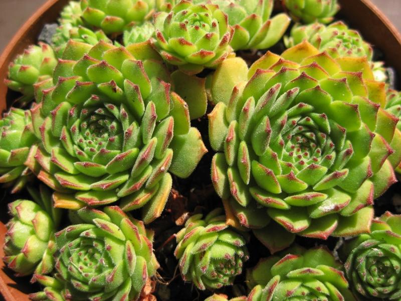 Green Fellow