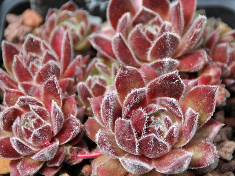 Pacific Spring Frost