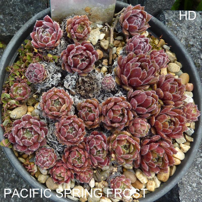 Pacific Spring Frost