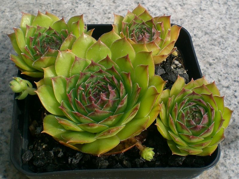 Speranza