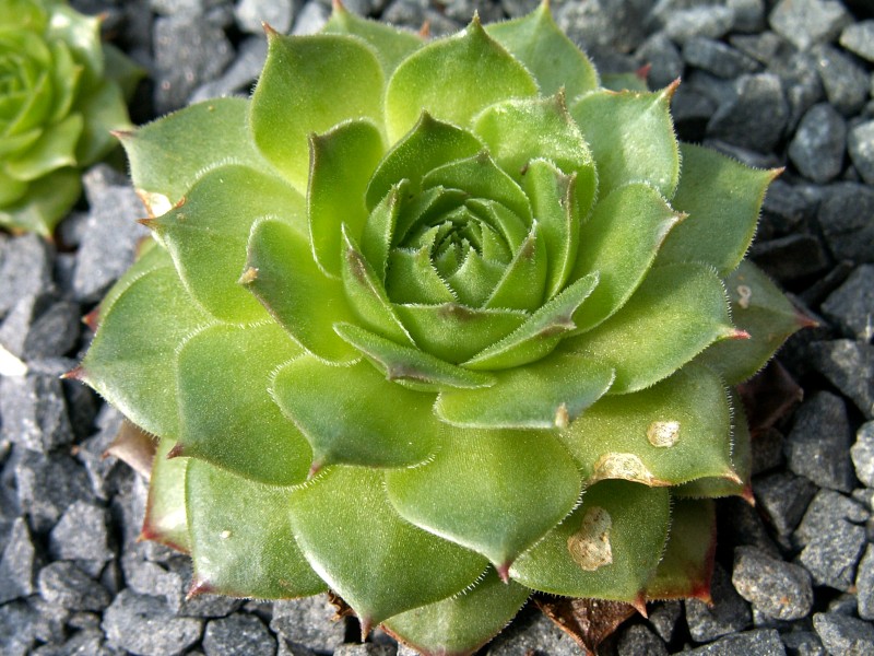 Speranza