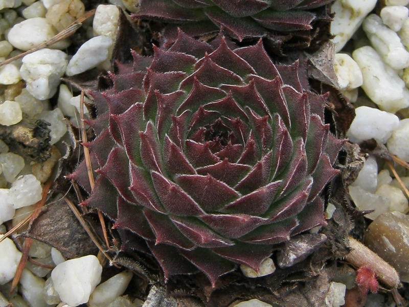 Salina