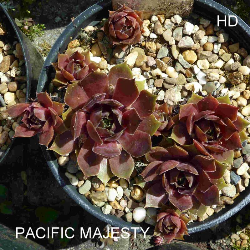 Pacific Majesty