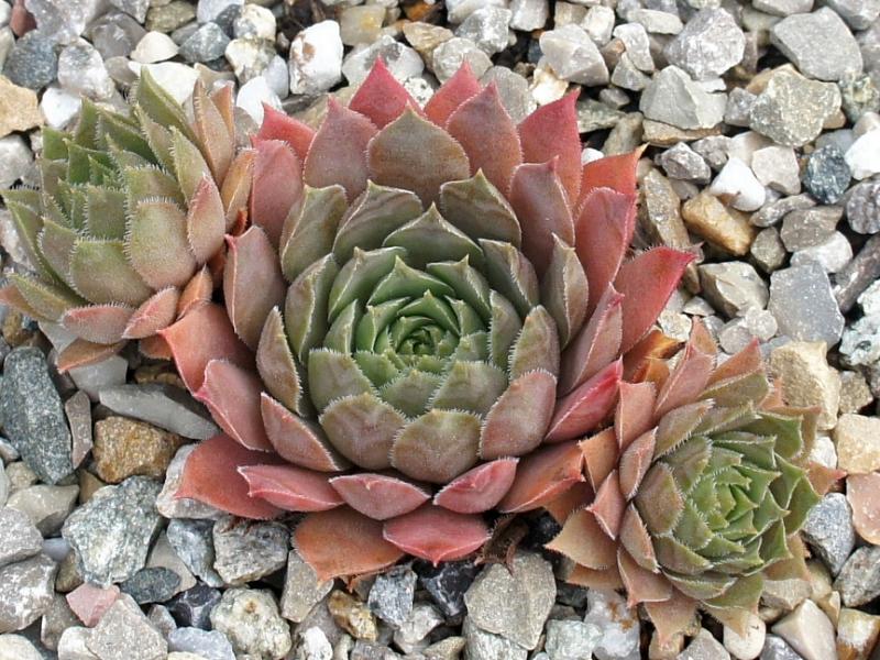 Slabber's Seedling
