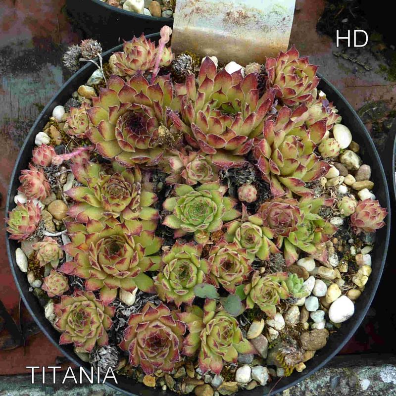 Titania