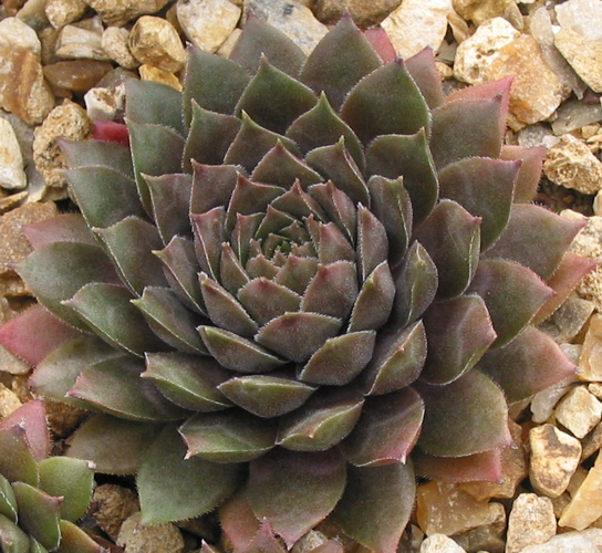 Slabber's Seedling