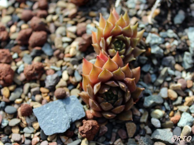 Slabber's Seedling
