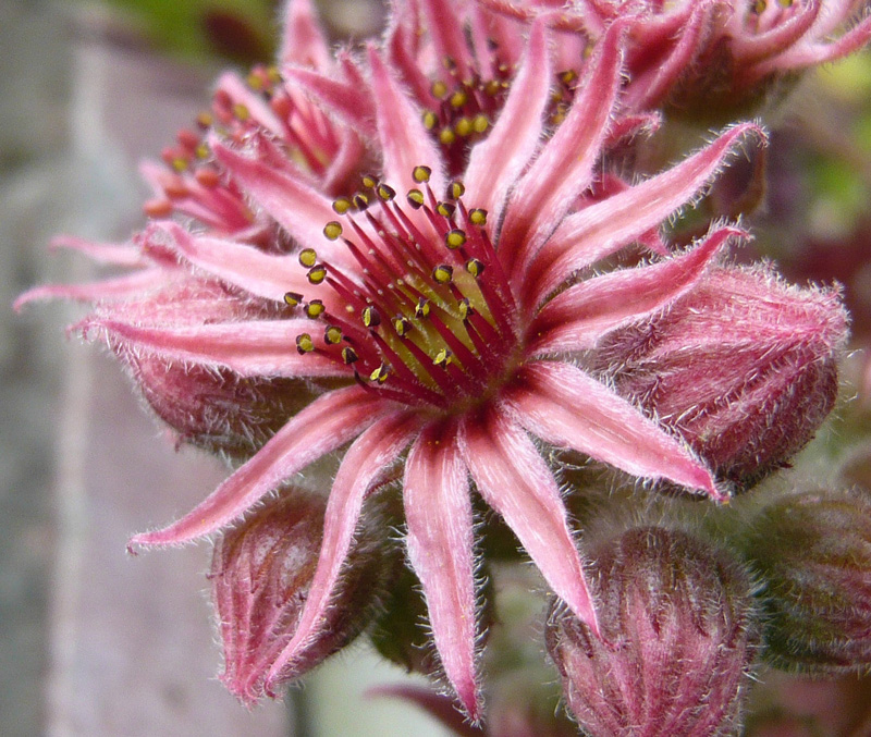 Pacific Taffy Pink