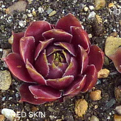 Red Skin