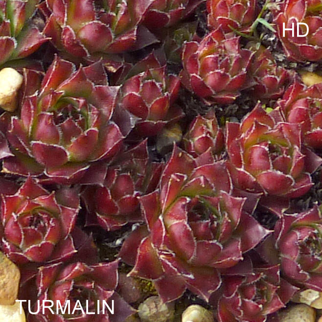 Turmalin