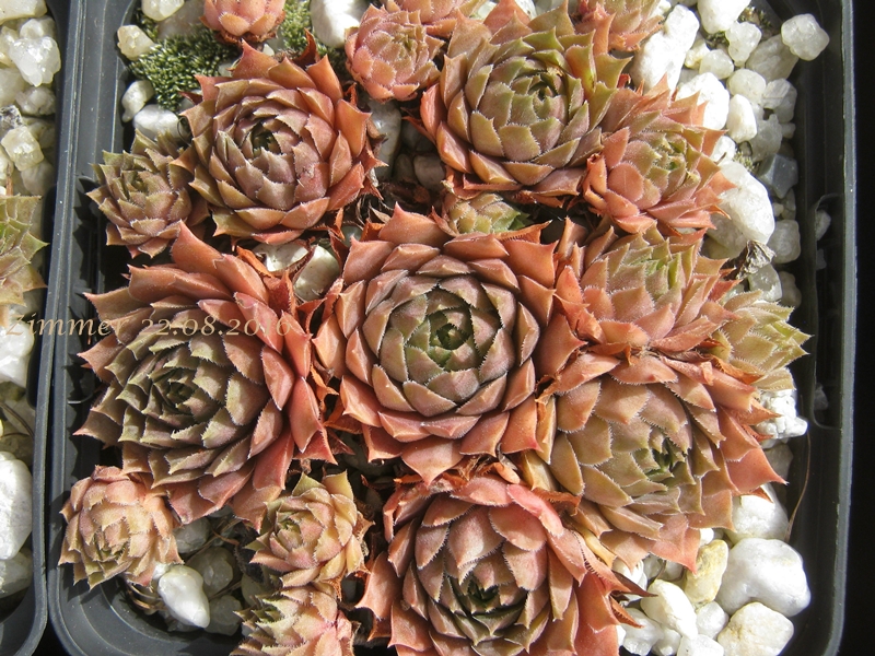 Slabber's Seedling