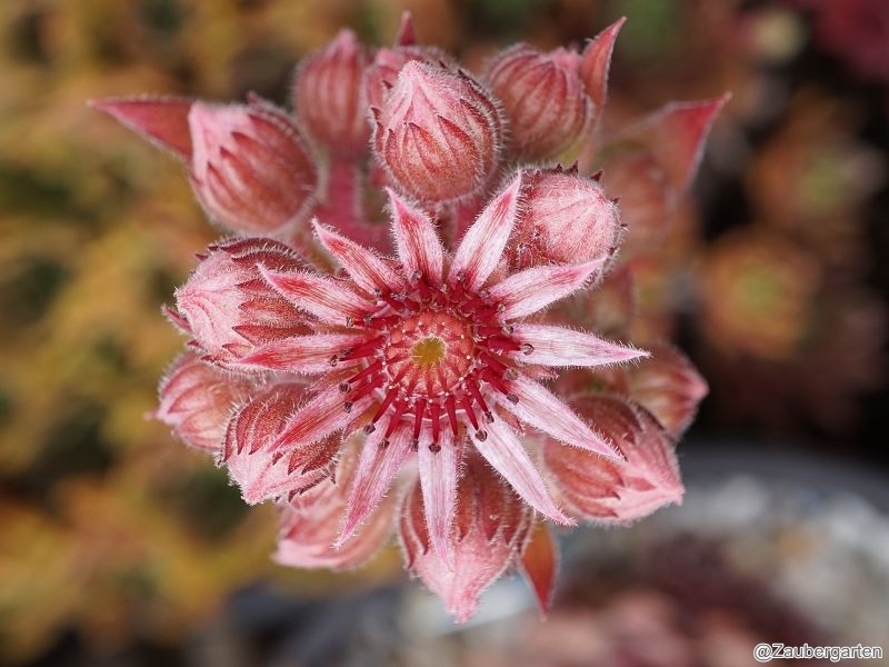 Pacific Taffy Pink