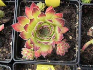 Titania