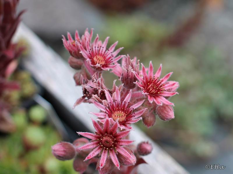 Pacific Taffy Pink