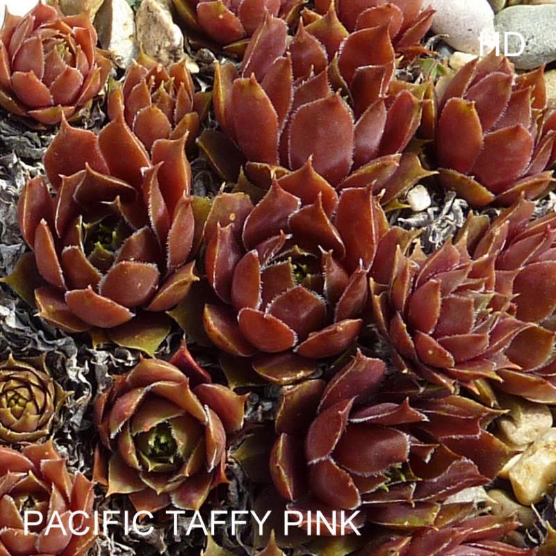 Pacific Taffy Pink
