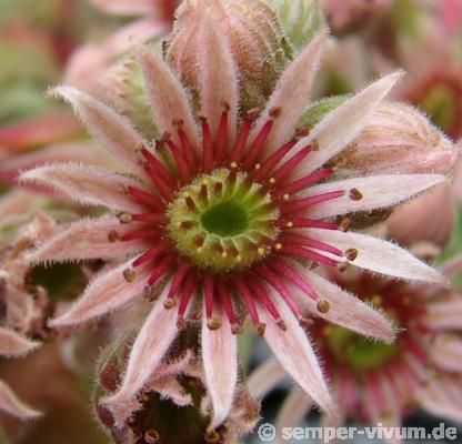 Slabber's Seedling