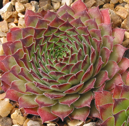 Titania