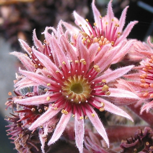 Slabber's Seedling