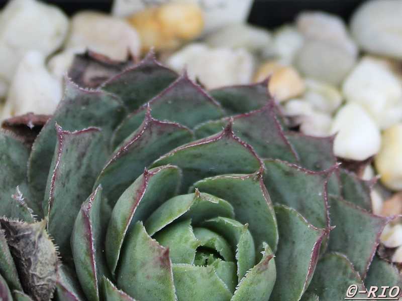 Slabber's Seedling