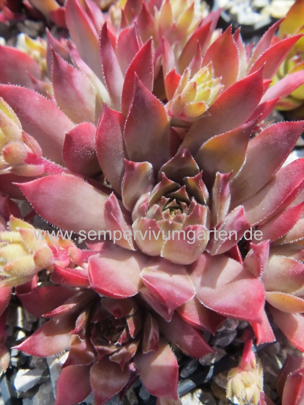 Slabber's Seedling