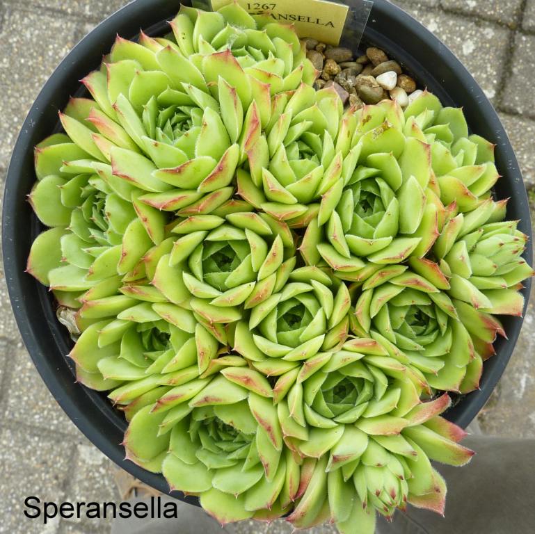 Speransella / Jovi
