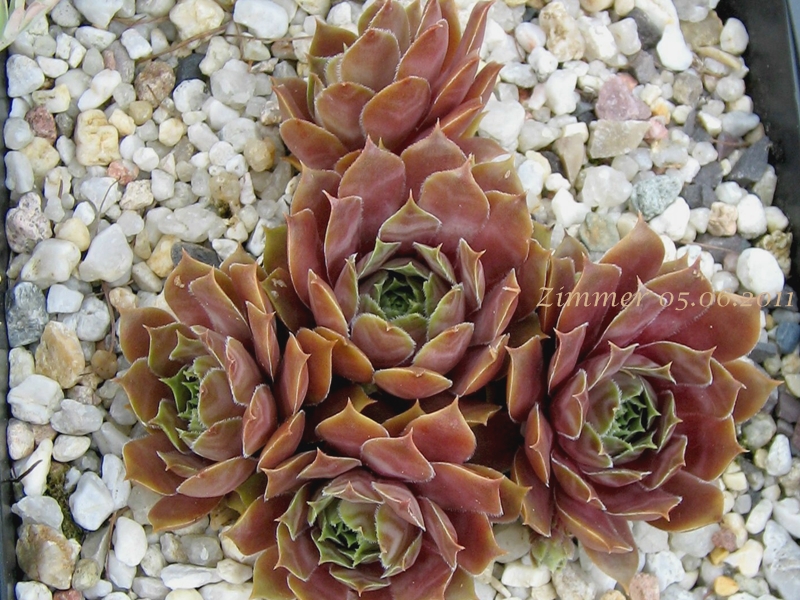 Pacific Taffy Pink