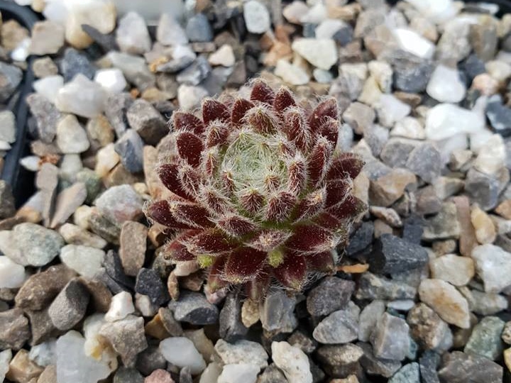 Pacific Teddy