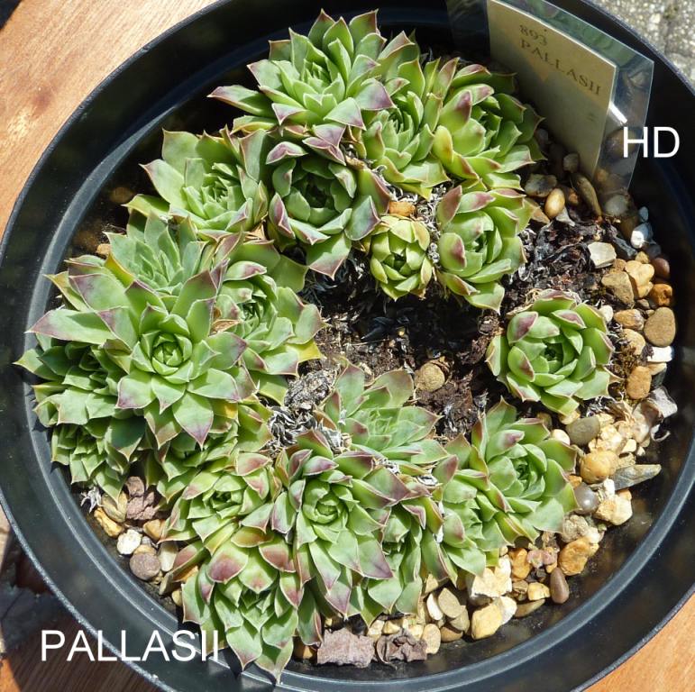 Pallasii / Jovi