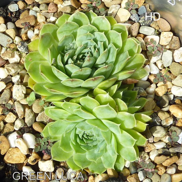 Green Luca / Jovi