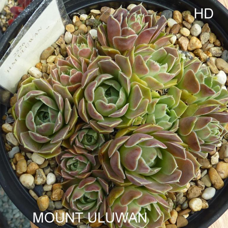 Mount Uluwan / Jovi