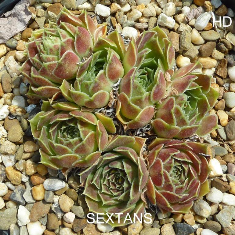 Sextans / Jovi