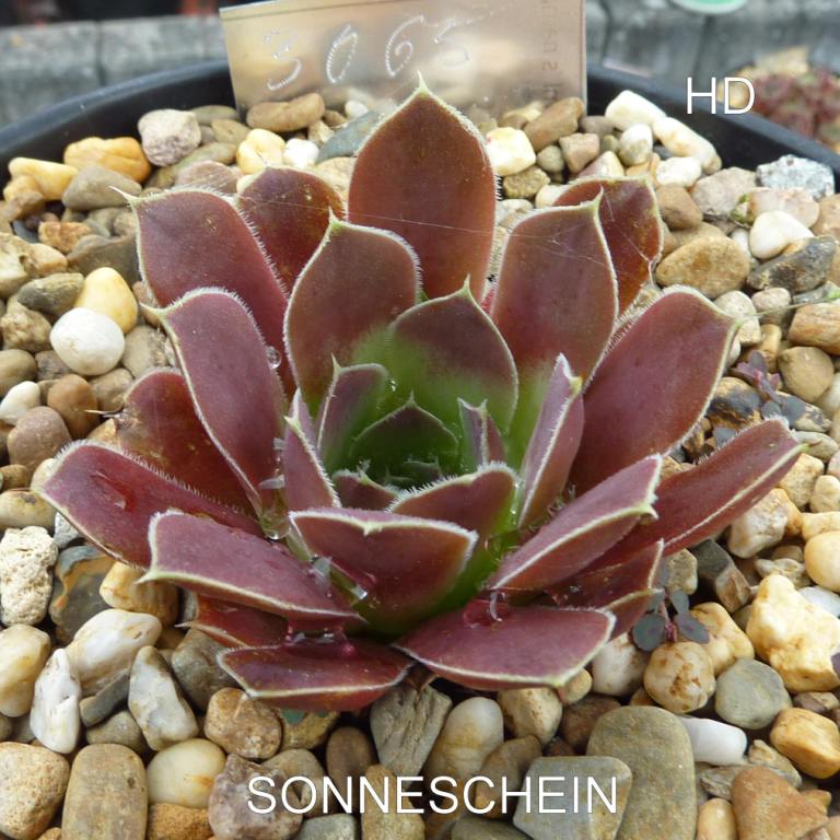 Sonneschein / Jovi