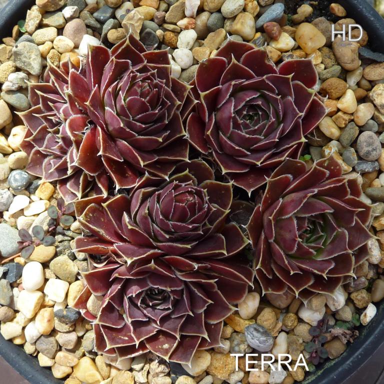 Terra / Jovi
