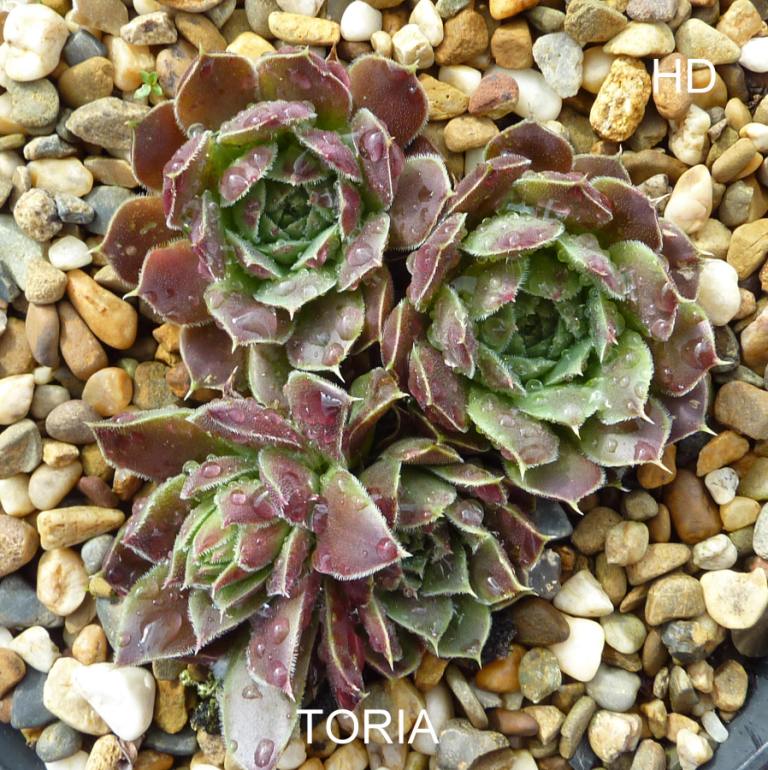 Toria / Jovi