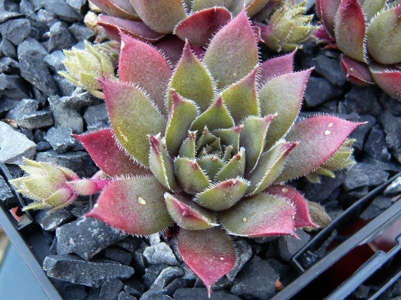 Slabber's Seedling