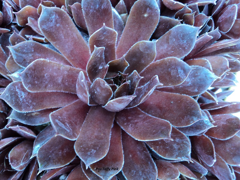 Pacific Taffy Pink