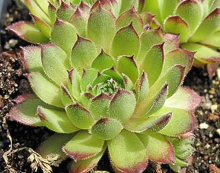 Titania