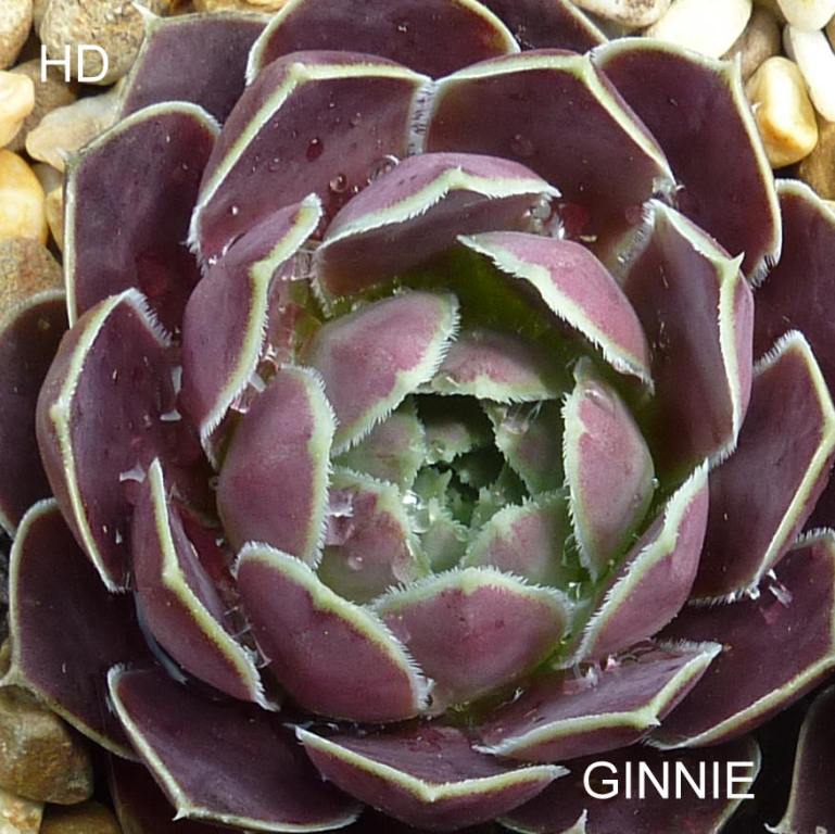 Ginnie / Jovi