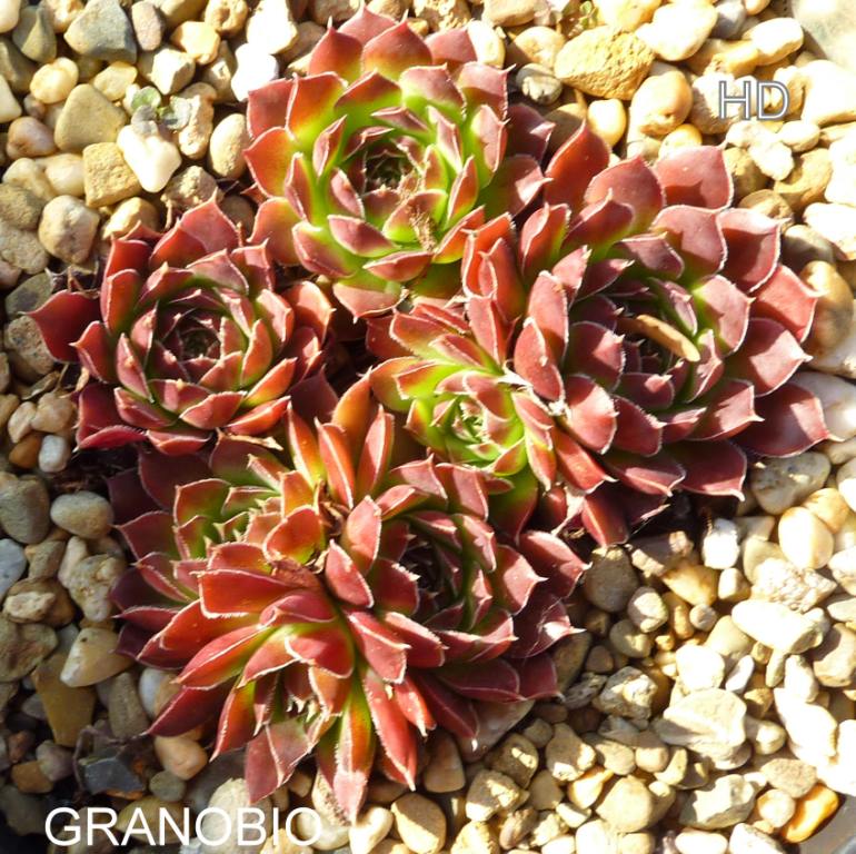 Granobio / Jovi