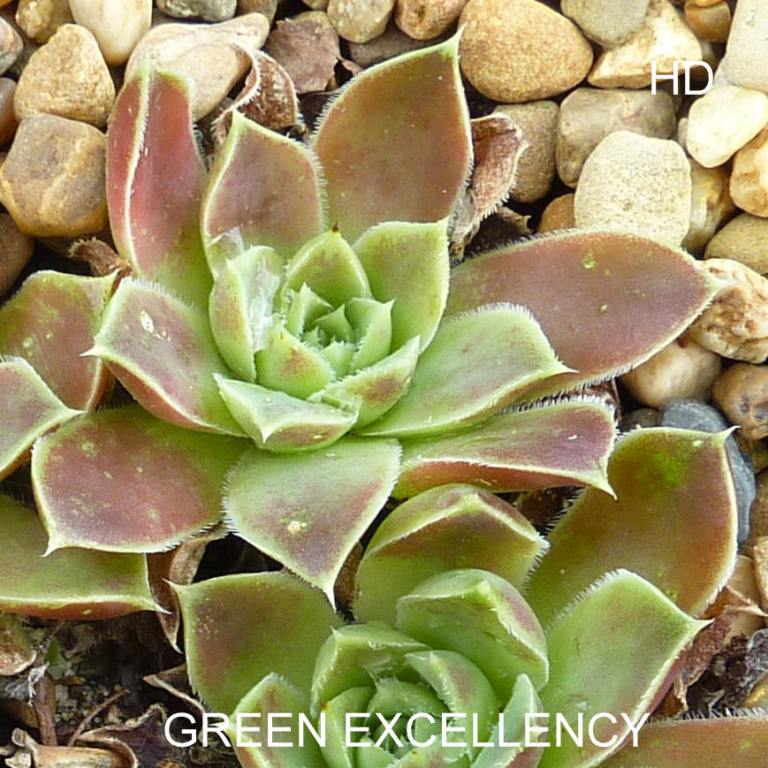 Green Excellency / Jovi