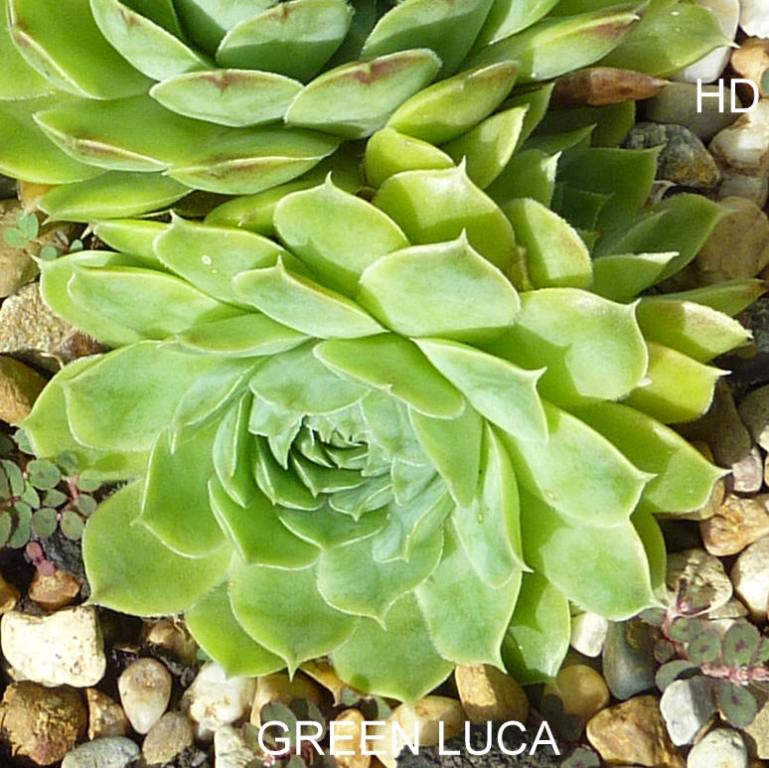 Green Luca / Jovi