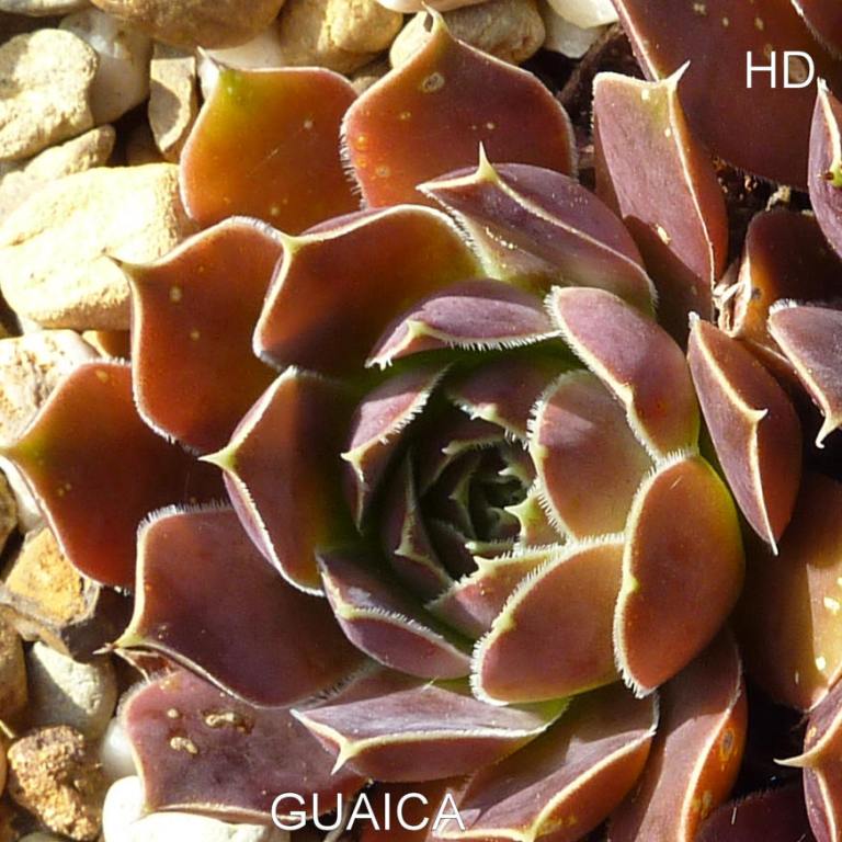 Guaica / Jovi