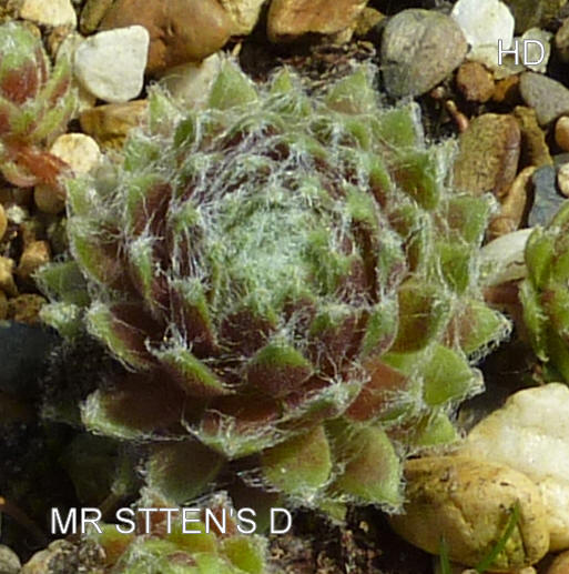 Mr. Steen's D