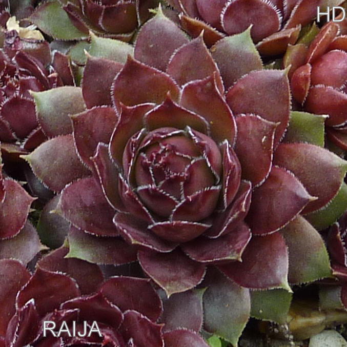 Raija