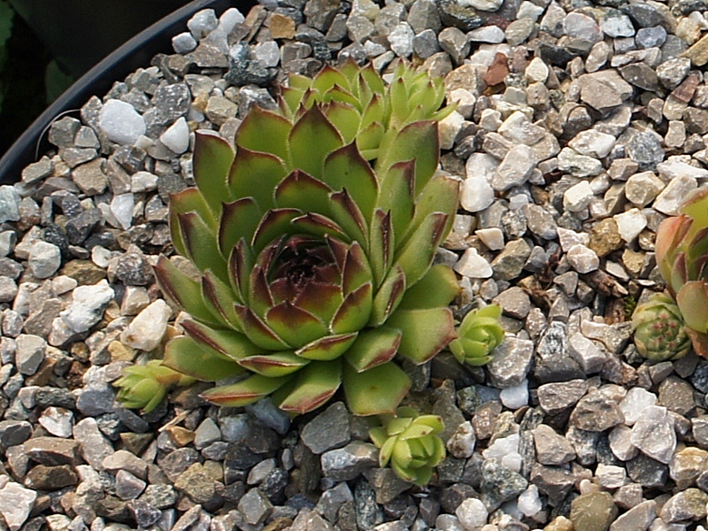 Salina