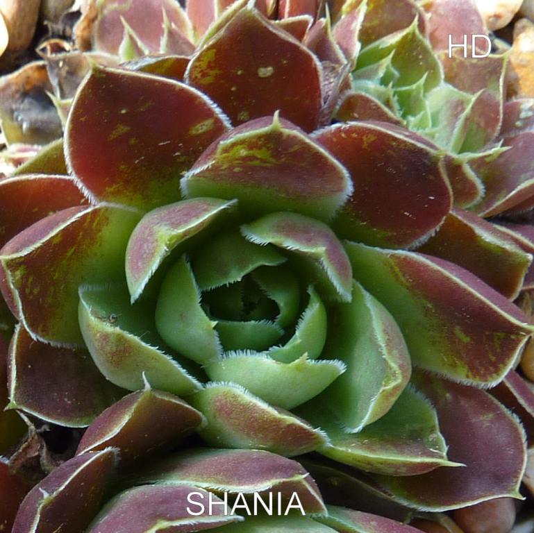 Shania / Jovi